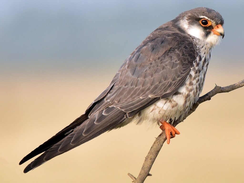 amur falcon