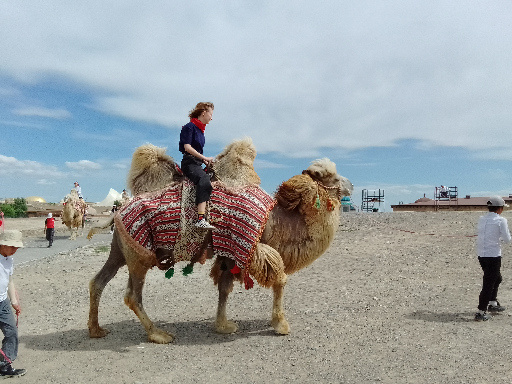 double hump camel 