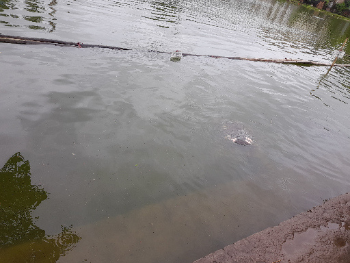 tortoise inside the Boyzad Bostami Mazar
