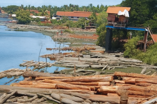 kallai timber trade