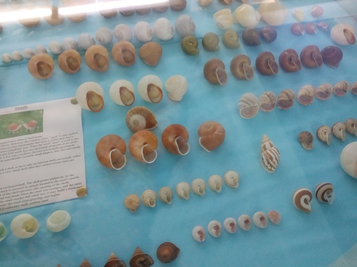 Sea shell Museum